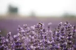 Une culture spéculative dans une région pauvre. Le lavandin sur le plateau de Valensole